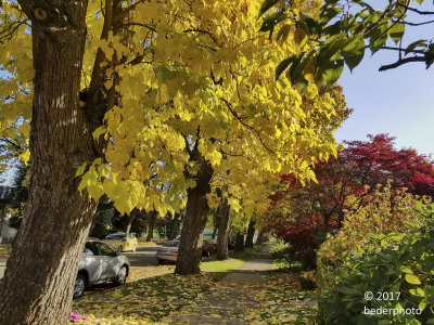 autumn colour...Catalpa trees