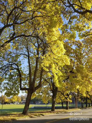 Catalpa trees