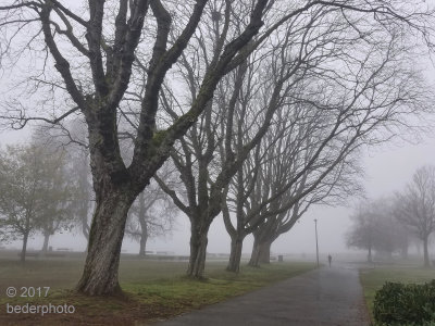 winter trees...Kitsilano Beach, Vancouver