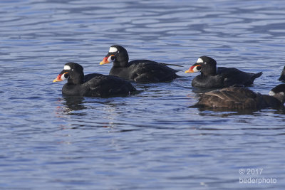 Surf Scoters