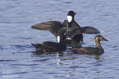 Surf Scoters