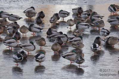 cold mallards on frozen pond