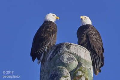 Kitsilano Point eagle pair on totem pole