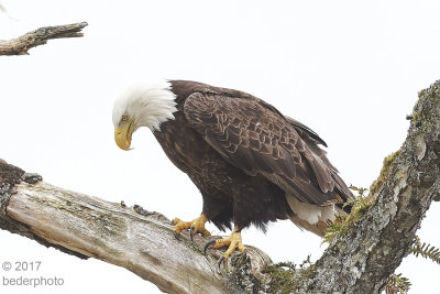 eagle at Shearwater, BC