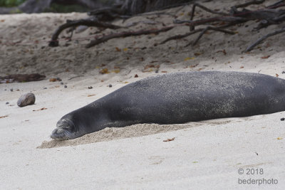 2018_hawaii_monk_seals