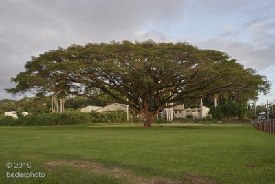  monkeypod tree   