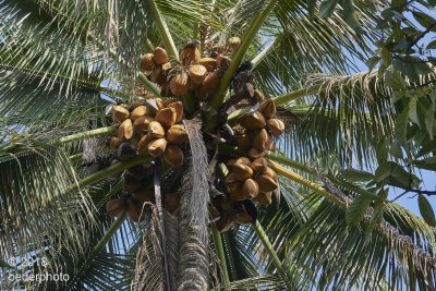  coconut palm 