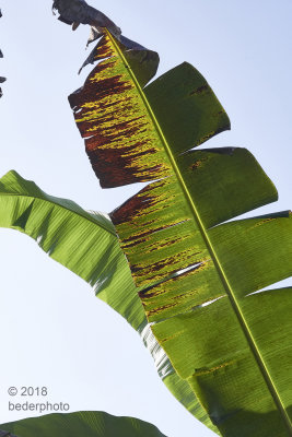  banana leaf...