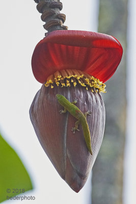  gecko on banana flower