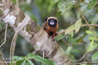 golden maned tamarin with baby