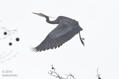 heron landing approach