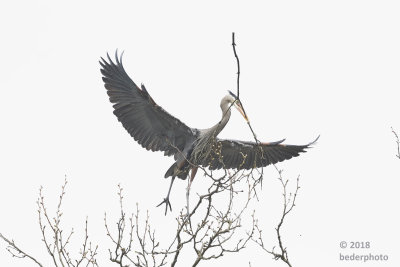 (same) heron taking off to nest below