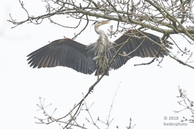 (another) heron balancing in trees