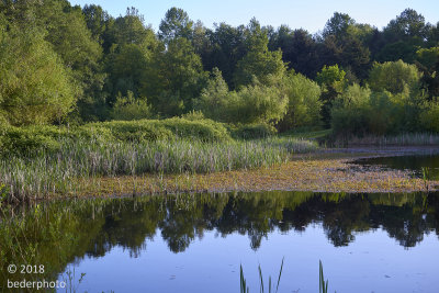 Spring evening light #1