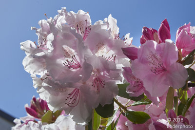 rhodos fading from pink to white