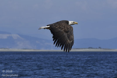 Bald Eagle