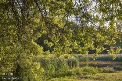 Impressionist vision #3...Jericho park
