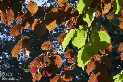 backlit alder leaves