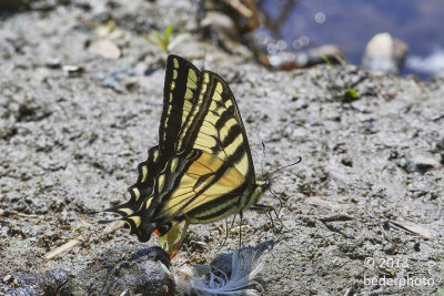 western tiger swallowtail