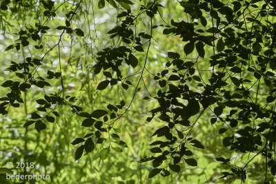 forest silhouettes