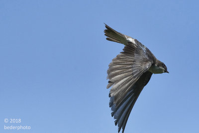 swallow rapidly leaving nest