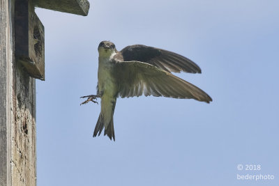 arriving swallow