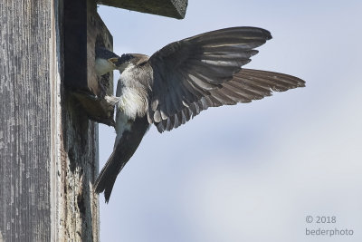 swallow delivering food