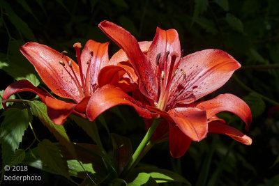 Lilly....one of many