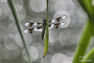 8 spotted skimmer ..dragonfly