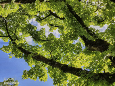 mature maple canopy...evening light