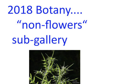 nonfloral_botany