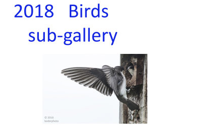 2018_birds