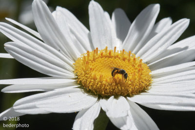 visitor on daisy