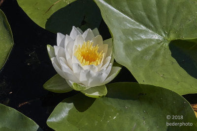 water lily at vanDusen Gardens, Vancouver