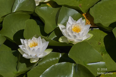 vanDusen Gardens water lilies