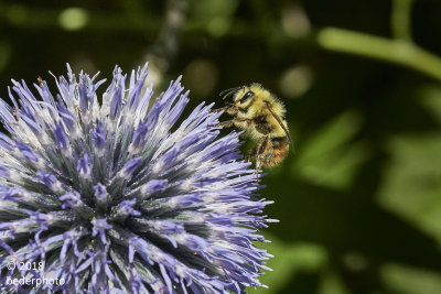 bumble bee on blue thistle