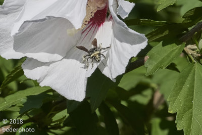 Bumblebee covered with Hibiscus pollen