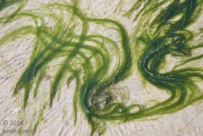 seagrass swirling  #1