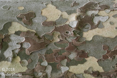 London Plane Tree...bark