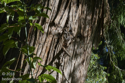 cedar trunk...UBC Botanical Garden