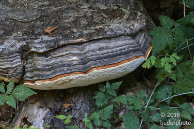 massive bracket fungus at ground level of tree trunk