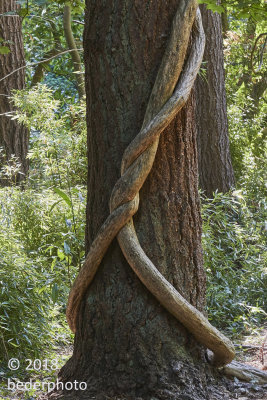 Asian strangler vine on BC native tree