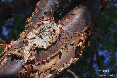 Chinese paper-bark maple tree