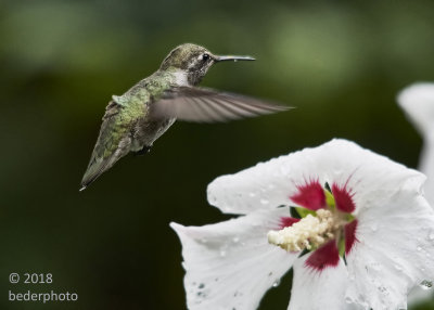 Anna's hummingbird