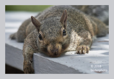the calm mother squirrel who ate too much !!