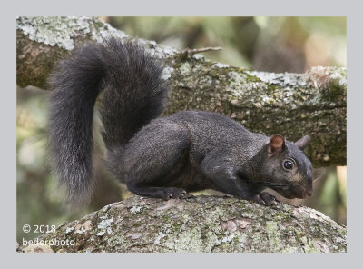  an extremely wary squirrel ... waiting for me to retreat