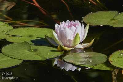 season's last water lily