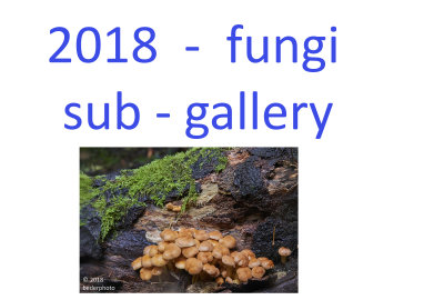 2018_fungi