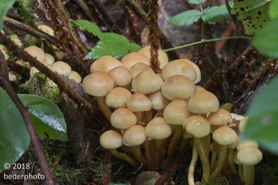 mushroom clump in ferns
