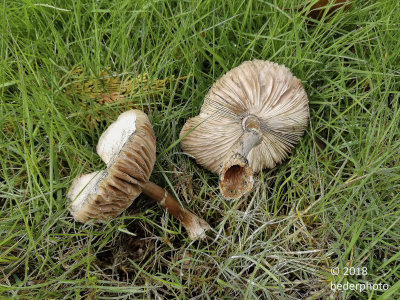 mushrooms on my boulevatd